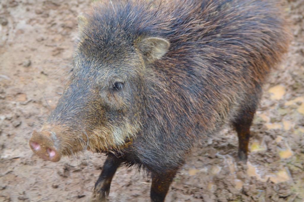 Peccary, Chaco Paraguay