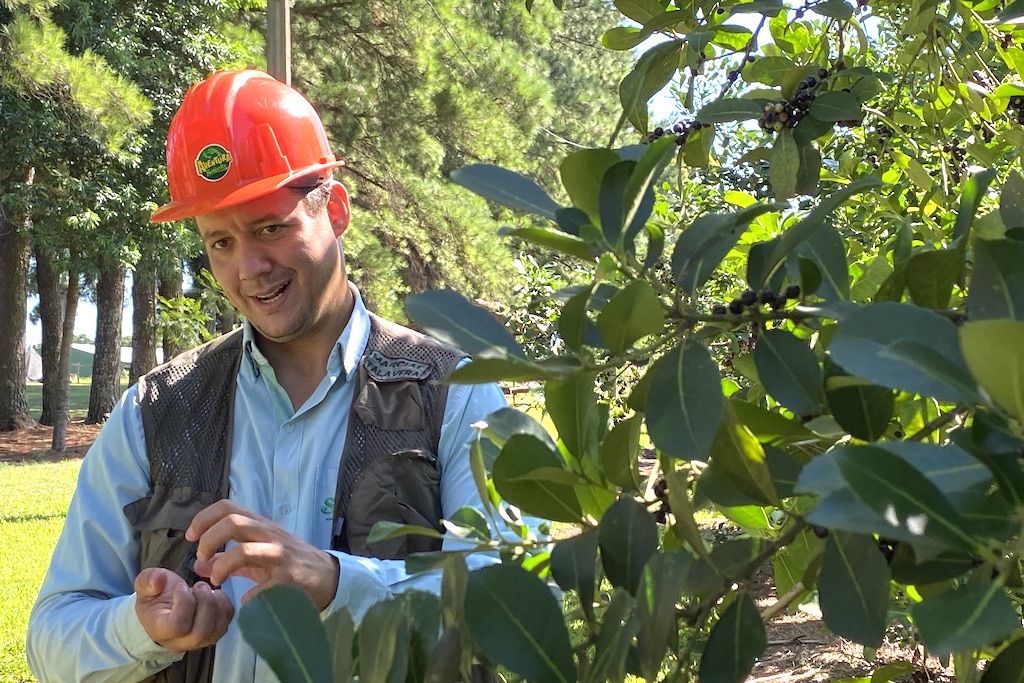 Guide explaining about the yerba mate plant