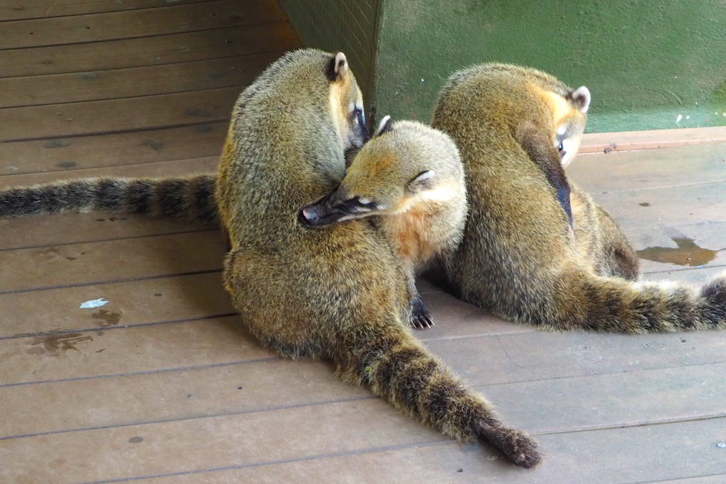 Coati at Iguazu Falls