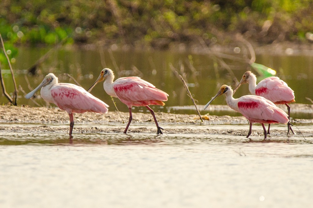 Spoonbills seen on boat tour